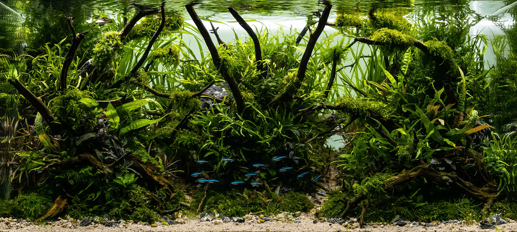Nature-style aquascape featuring Java ferns, moss, anubias, bucephalandra and other plants in a planted aquarium.