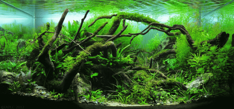 Nature-style aquascape with lush greenery, rocks, and natural layout in a planted aquarium