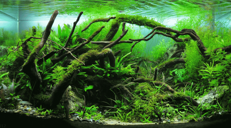Nature-style aquascape with lush greenery, rocks, and natural layout in a planted aquarium