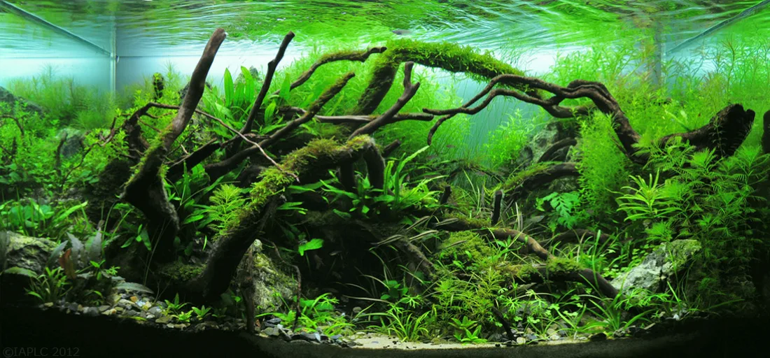Aquascaping for Beginners: The Ultimate Guide to Stunning Underwater Landscapes