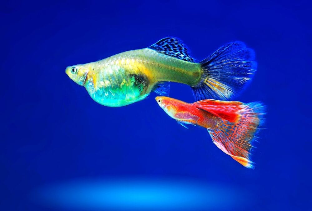 Guppy care: A male guppy showing gonopodium and large caudal fin, and a pregnant female guppy with rounded anal fin and gravid spot
