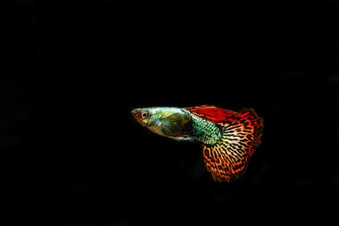 guppy care — adult male guppy with colourful delta tail swimming in a freshwater aquarium