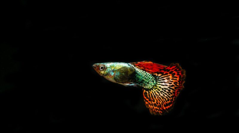 guppy care — adult male guppy with colourful delta tail swimming in a freshwater aquarium