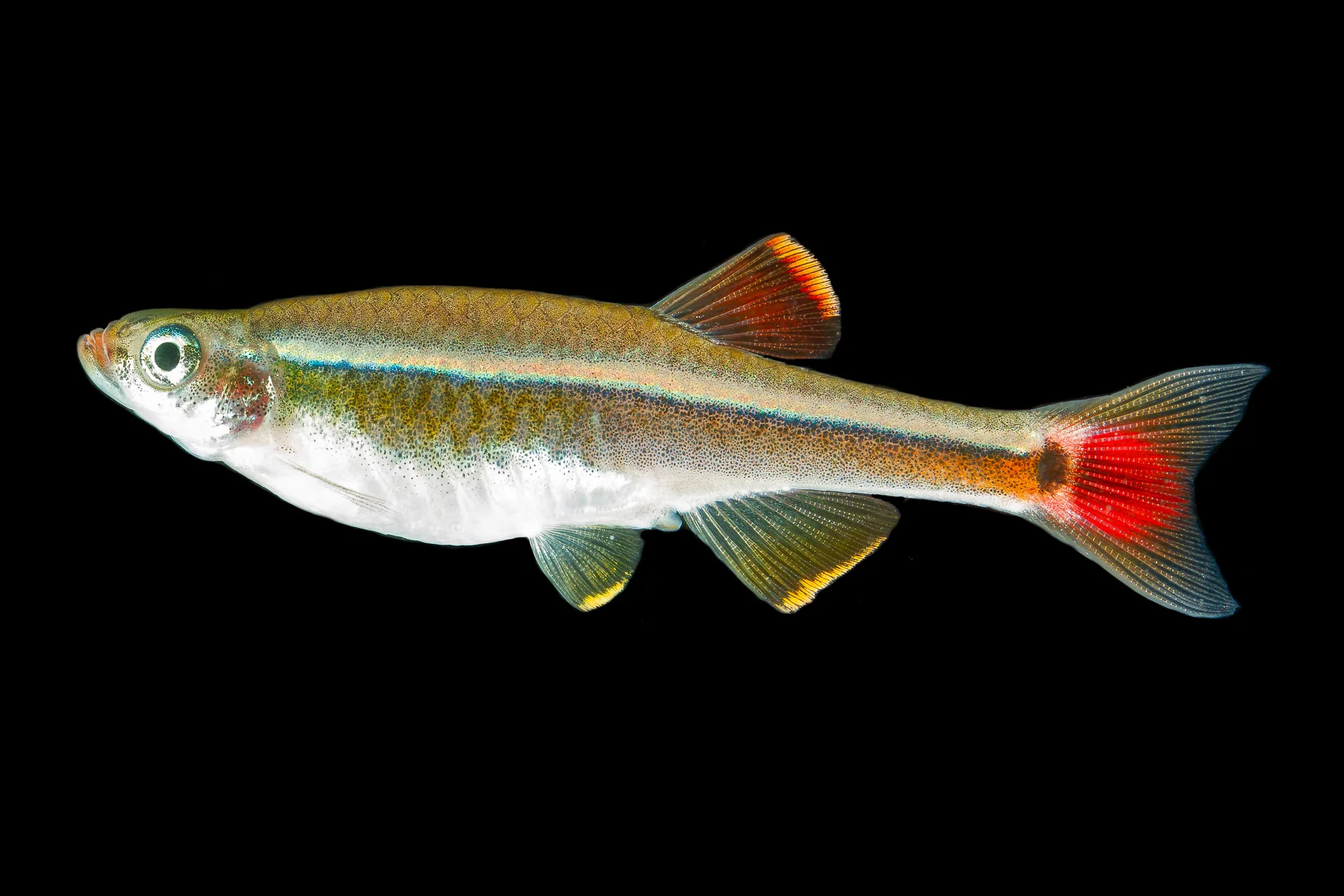 White Cloud Mountain Minnow: The Ultimate Care Guide for Beginners and Experts