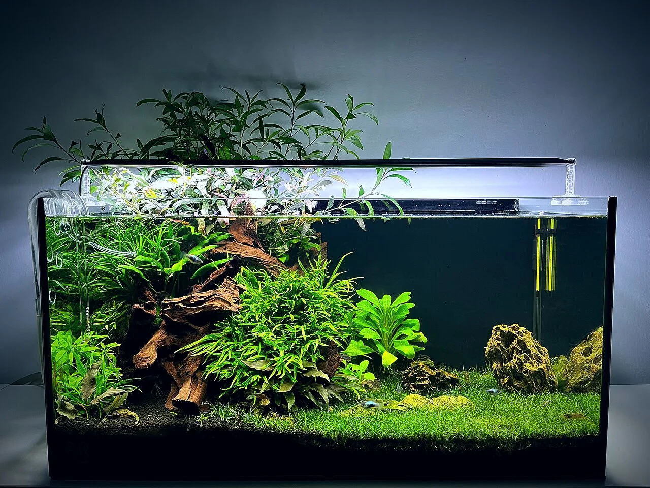 How to Choose the Right Aquarium Filter for Your Freshwater Tank