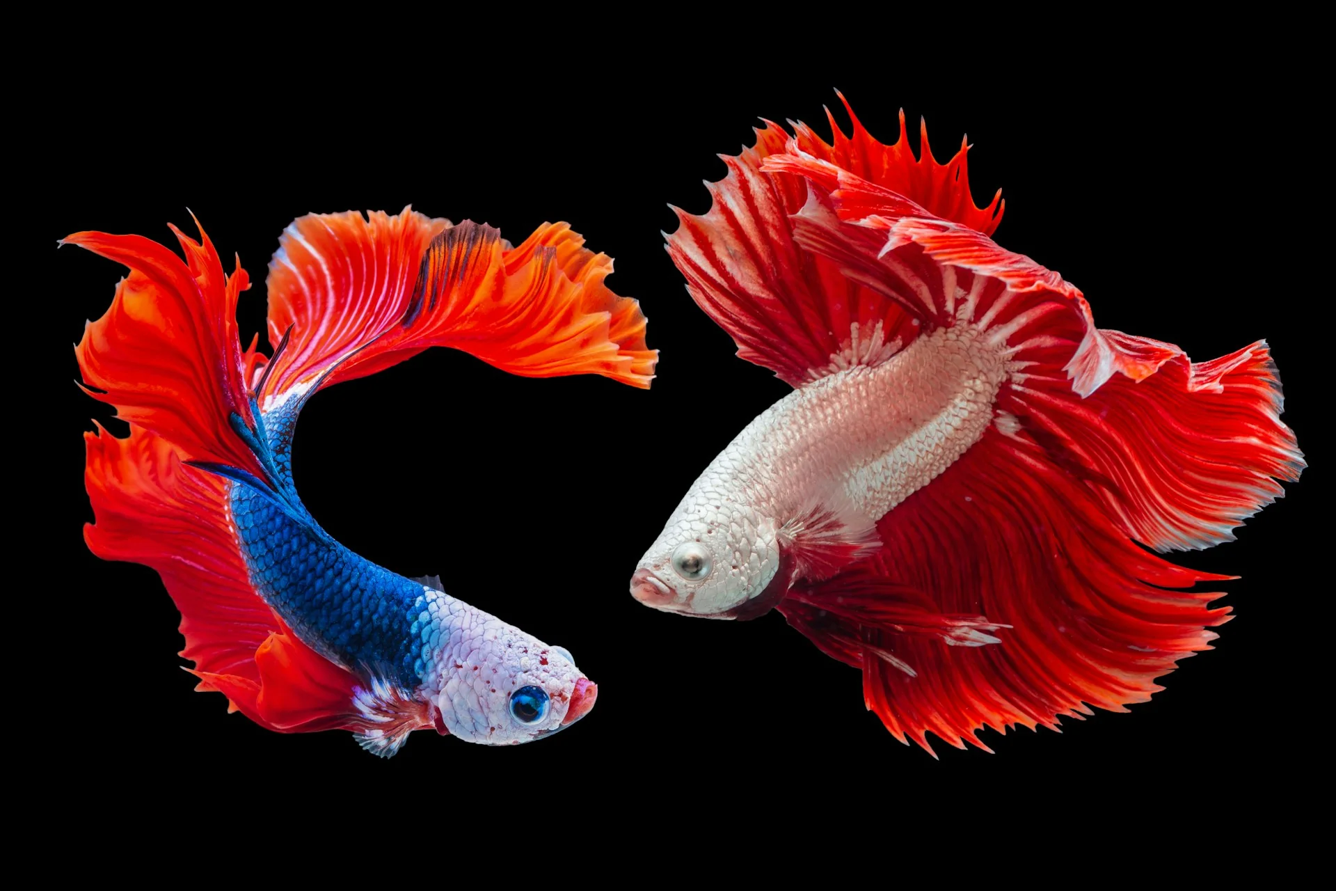 Betta Fish Care Guide: Tank Size, Water, Diet & Tank Mates