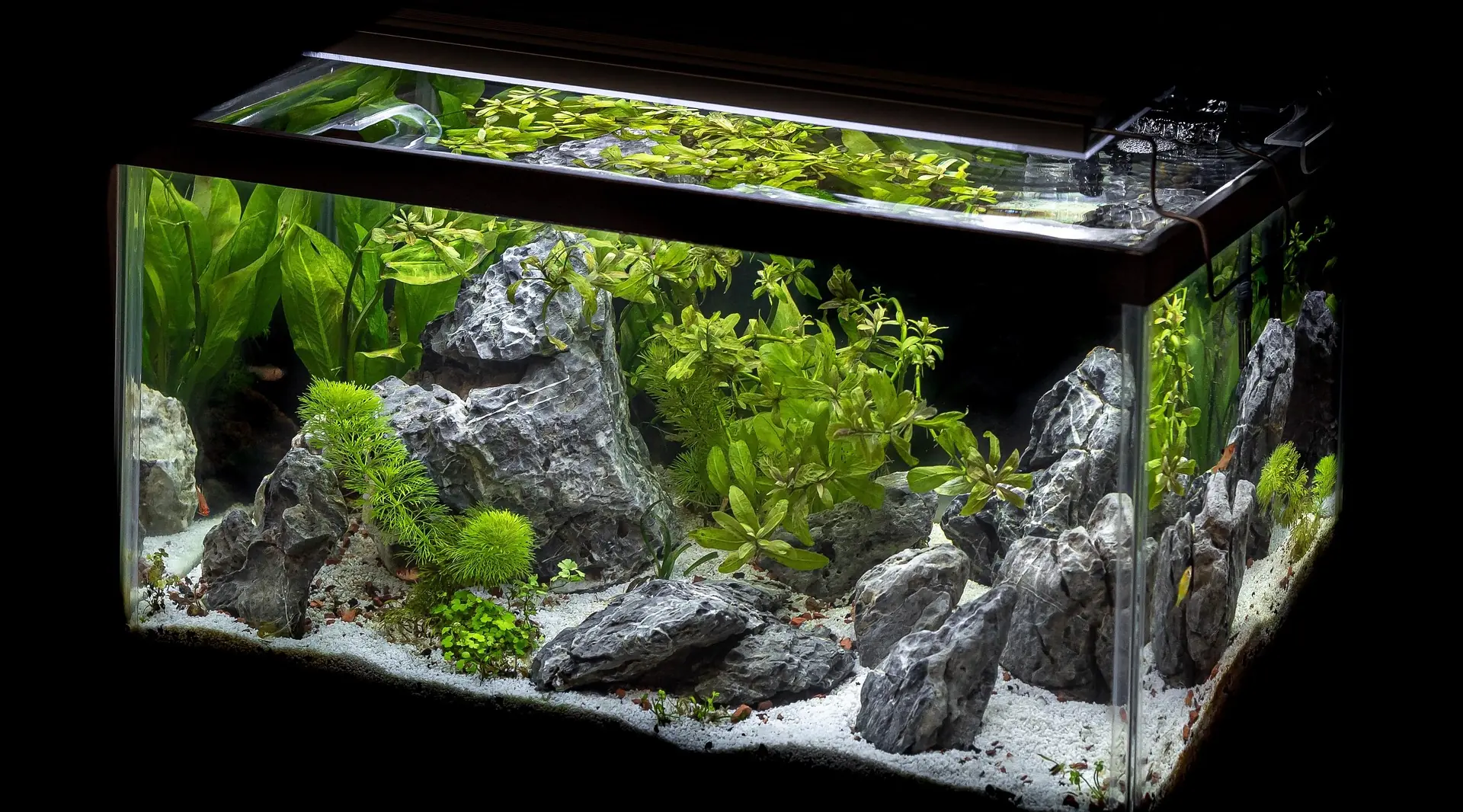 Freshwater Aquarium Lighting: How to Choose the Right Setup